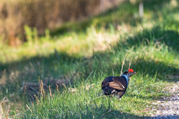 Fototapeta premium Black grouse standing in the grass and watching