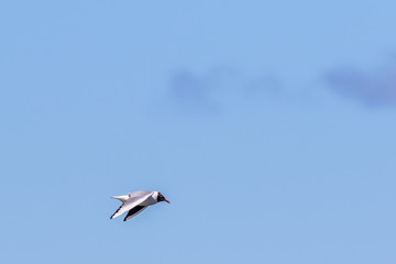 Black-headed gull flying in the sky