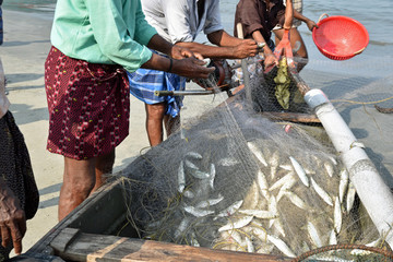 Poissons dans les filets au Kérala, Inde du Sud
