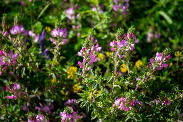 Pink rural flowers in green grass