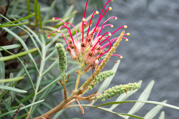 Detail of a flower of Red Silky Oak or Banks' Grevillea (scientific name: Grevillea banksii, Proteaceae) It has a nice interesting shape and it is ready to bloom