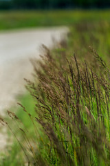 Large grass next to the road.