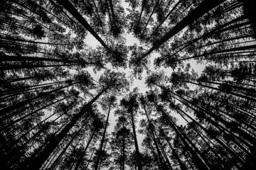 the tops of tall trees against the sky, forest, nature