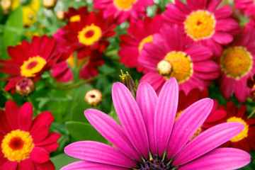 Part of pink daisy flower close-up on blurred floral background