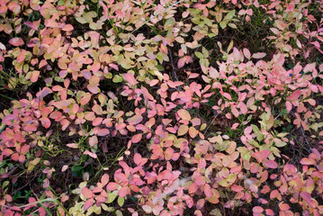 group of wild blueberry plants, forest, colorful leaves of red, yellow, orange, green, due to the cold, undergrowth, autumn, foliage, golden, Zermatt, mountain, Swiss