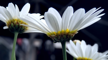 Side view of white daisy flowers close up in backlight