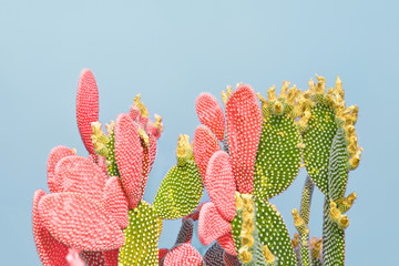 Cactus in Coral Green color. Minimal trendy creative stillife on blue design background. Close-up coral tropical cacti plant. Pop Art concept. 16-1546