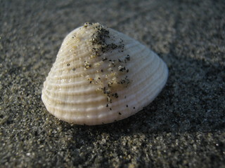 shell on the beach