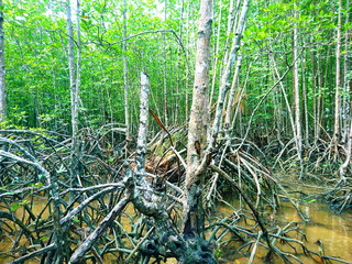 Mangroves and forests  sea 