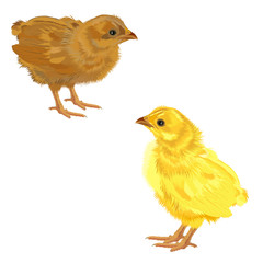 Chicken. Vector illustration. 