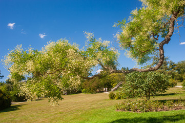 Chateau de Versailles