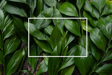 green leaves laid out the surface of the table