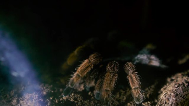 Close up shot, brown spider on ground with lighting from searching in night