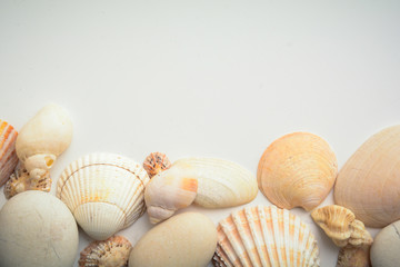 Sea shell objects for seaside and beach themed design