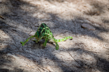 Chameleon crossing the road