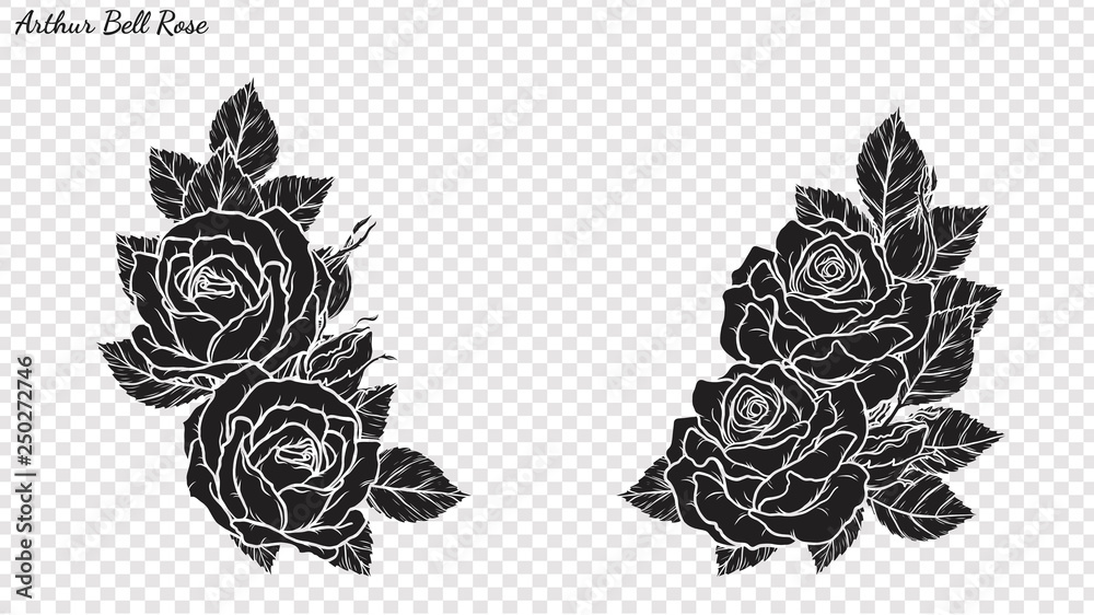 Wall mural Rose ornament vector by hand drawing.Beautiful flower on transparent background.Arthur Bell rose vector art highly detailed in line art style.Flower tattoo for paint or pattern.