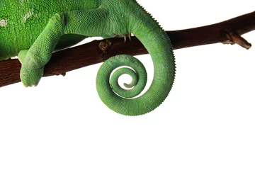 Keuken spatwand met foto Cute green chameleon on branch against white background © Pixel-Shot