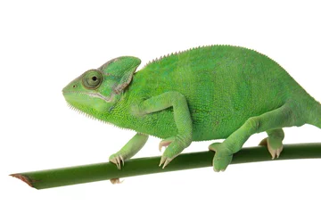 Poster Cute green chameleon on branch against white background © Pixel-Shot