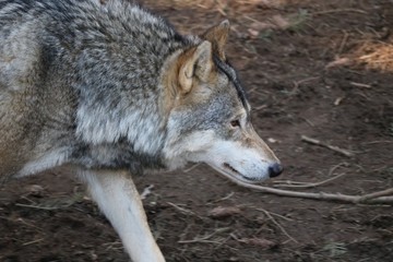 Fototapeta premium Loup