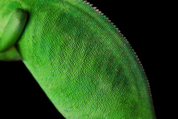 Cute green chameleon on dark background, closeup © Pixel-Shot
