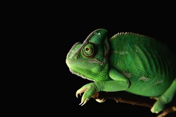 Fototapeten Cute green chameleon on branch against dark background © Pixel-Shot