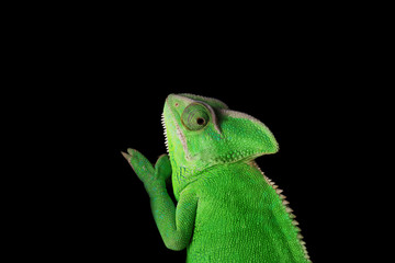 Cute green chameleon on dark background