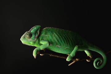 Cute green chameleon on branch against dark background