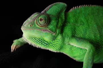 Gordijnen Cute green chameleon on dark background © Pixel-Shot
