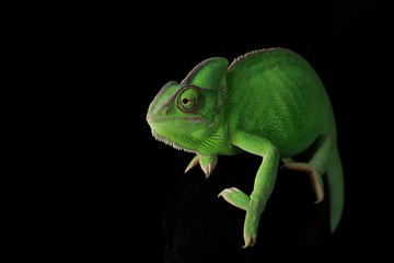 Cute green chameleon on dark background