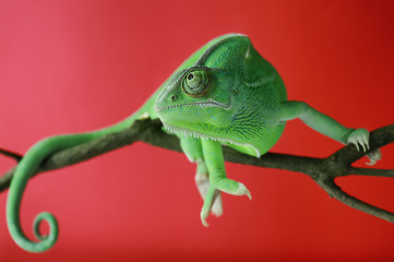 Cute green chameleon on branch against color background