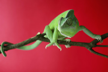 Cute green chameleon on branch against color background