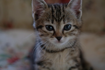 little kitty looking at the camera