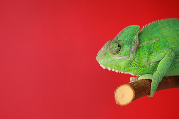 Cute green chameleon on branch against color background © Pixel-Shot