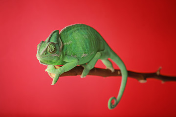Cute green chameleon on branch against color background