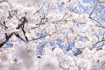 満開の桜　春の桜
