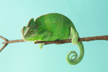 Cute green chameleon on branch against color background