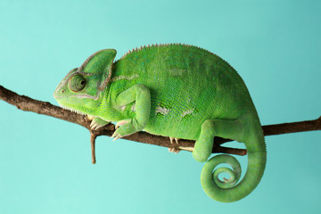 Cute green chameleon on branch against color background - obrazy, fototapety, plakaty