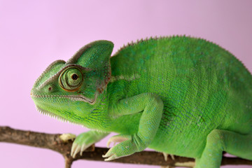 Cute green chameleon on branch against color background