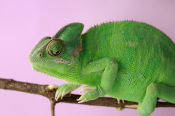 Cute green chameleon on branch against color background