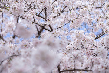 満開の桜　春の桜