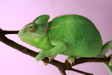 Cute green chameleon on branch against color background