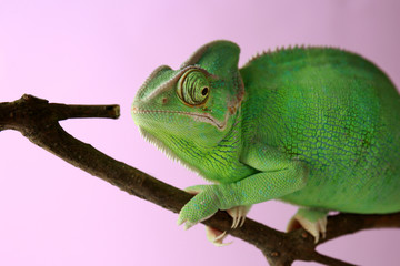 Cute green chameleon on branch against color background