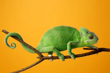 Foto op Plexiglas Leuke groene kameleon op tak tegen kleurenachtergrond © Pixel-Shot