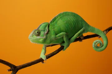 Poster Cute green chameleon on branch against color background © Pixel-Shot