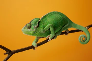 Fotobehang Leuke groene kameleon op tak tegen kleurenachtergrond © Pixel-Shot