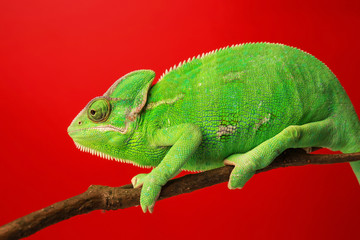 Cute green chameleon on branch against color background