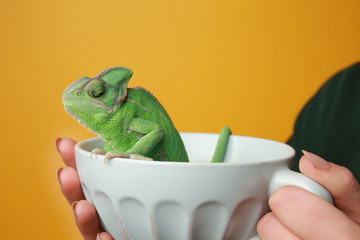 Woman holding cup with cute green chameleon against color background