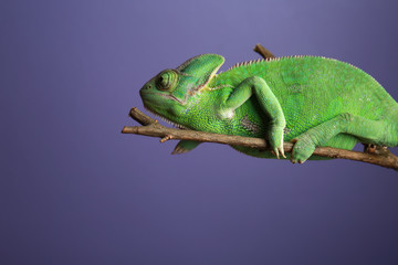 Cute green chameleon on branch against color background