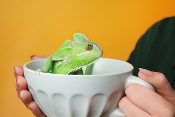 Woman holding cup with cute green chameleon against color background © Pixel-Shot