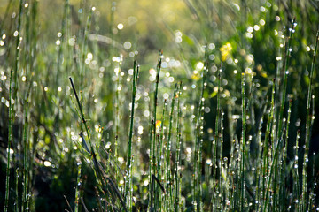 Dew on the Grass